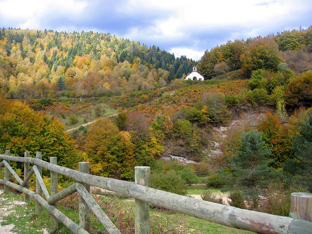 Selva de Irati. Navarra Selva de Irati. Navarra
