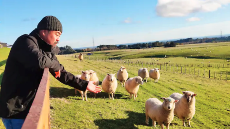 New Zealand nature highlights