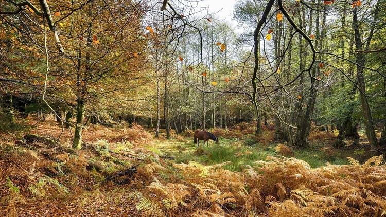 Bolderwood, Hampshire