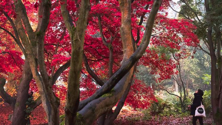 Winkworth Arboretum, Surrey