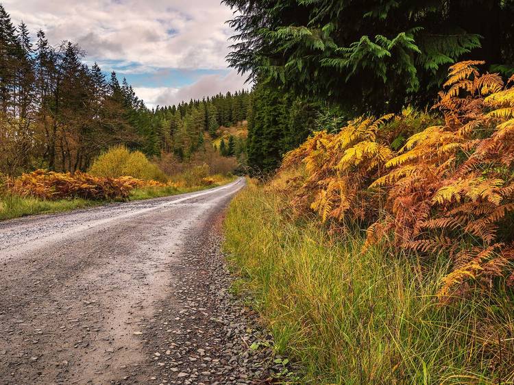 Kielder Forest, Northumberland