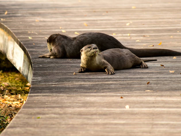otters, singapore otters, singapore