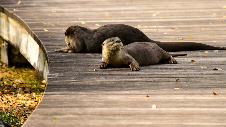 otters, singapore