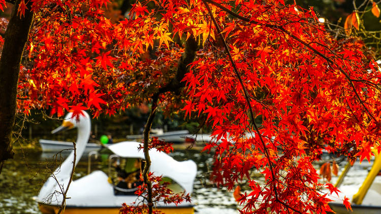 井の頭恩賜公園