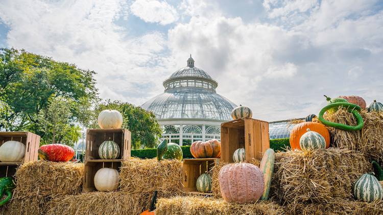 nybg pumpkin path