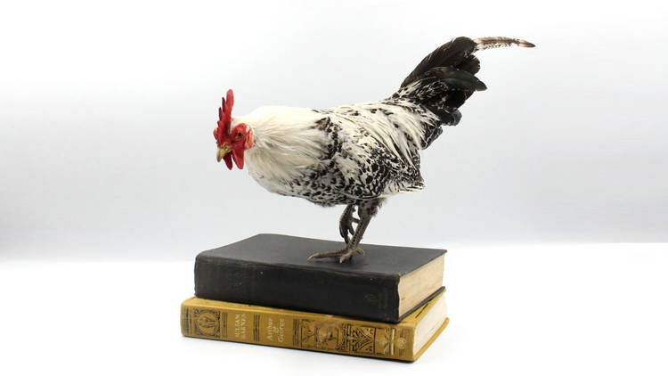 Taxidermized chicken perched on pile of books