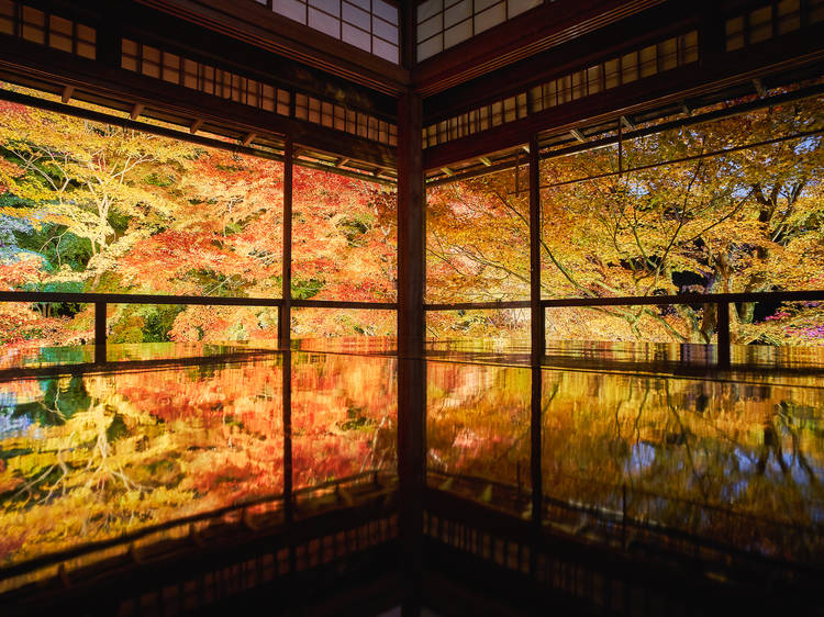 This website lets you track Kyoto’s autumn leaves in real time