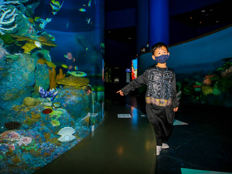 Count the fishes at SEA Aquarium