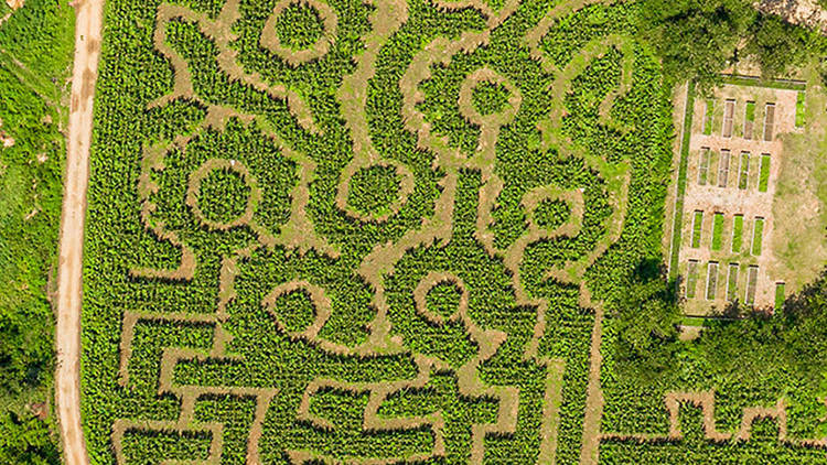 Queens Farm Corn Maze