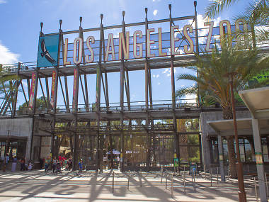 Lunar New Year at the L.A. Zoo Lunar New Year at the L.A. Zoo