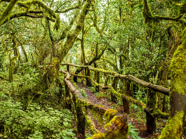 Parque Nacional de Garajonay. La Gomera Parque Nacional de Garajonay. La Gomera