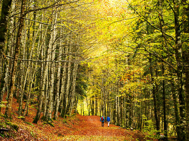 Selva de Irati. Navarra Selva de Irati. Navarra