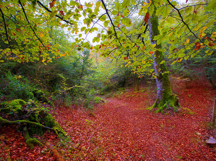 Tardor a la Selva de Irati