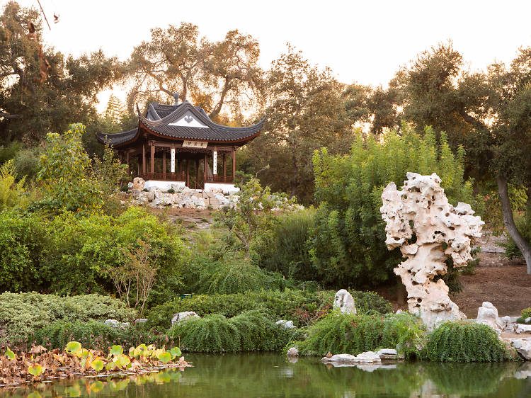 Stroll through the stunning gardens at the Huntington Library