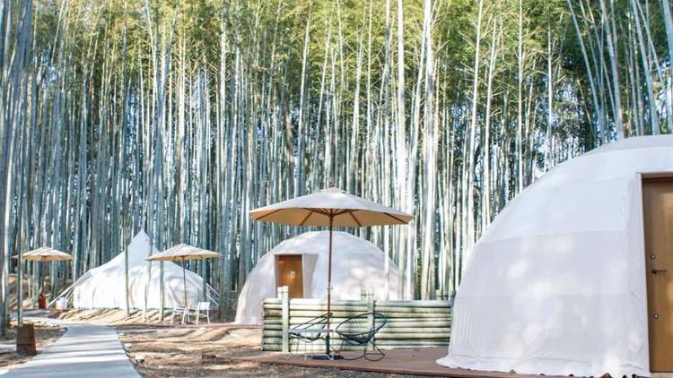 Bamboo Forest, glamping