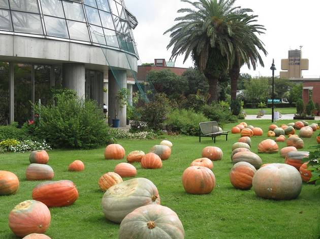 夢の島熱帯植物館 ハロウィン パーティー