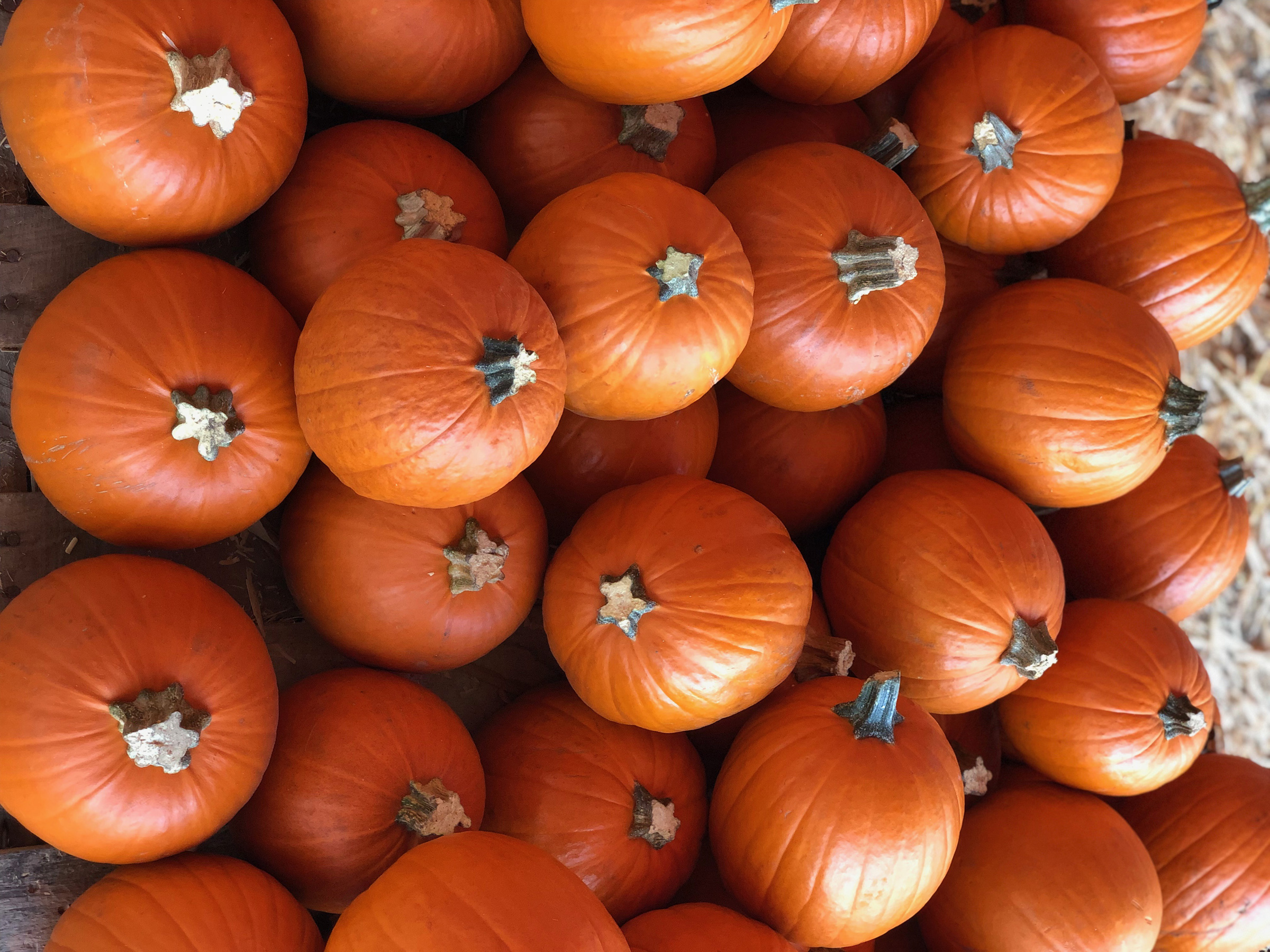 Mr Jack O Lanterns Pumpkins Pop Up Pumpkin Patch Things To Do In Los Angeles Mr Jack O Lanterns Pumpkins Pop Up Pumpkin Patch Things To Do In Los Angeles