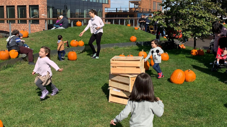 William Vale Pumpkin Patch