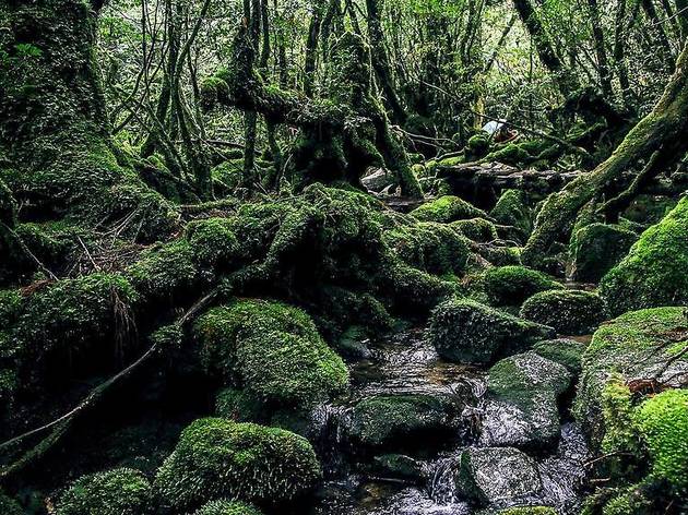 Yakushima