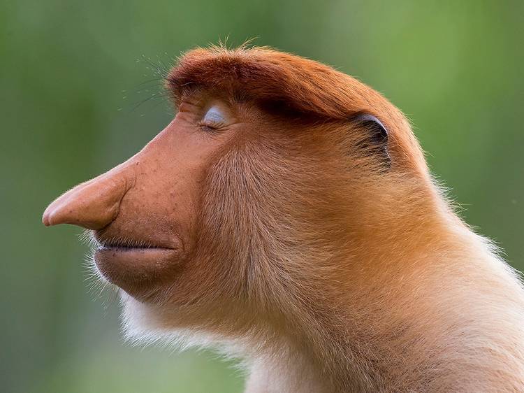 This chilled AF monkey is among the winners of Wildlife Photographer of the Year 2020 This chilled AF monkey is among the winners of Wildlife Photographer of the Year 2020