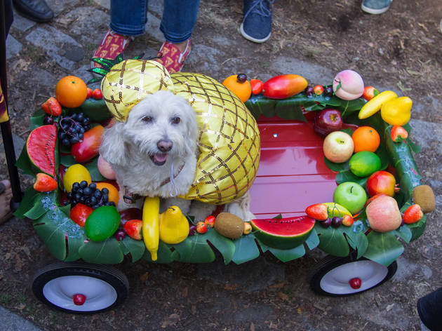 Tompkins Square Halloween Dog Parade Tompkins Square Halloween Dog Parade