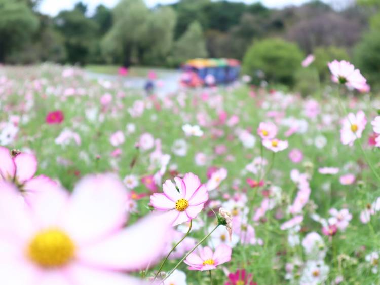 Cosmos Flower Festival