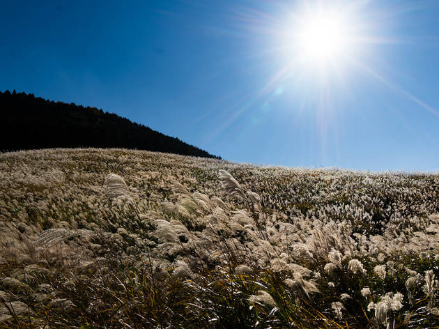 Sengokuhara Pampas Grass Field, Hakone Sengokuhara Pampas Grass Field, Hakone