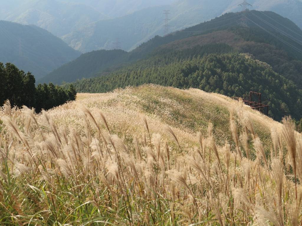 Catch these stunning pampas grass fields in Japan this autumn