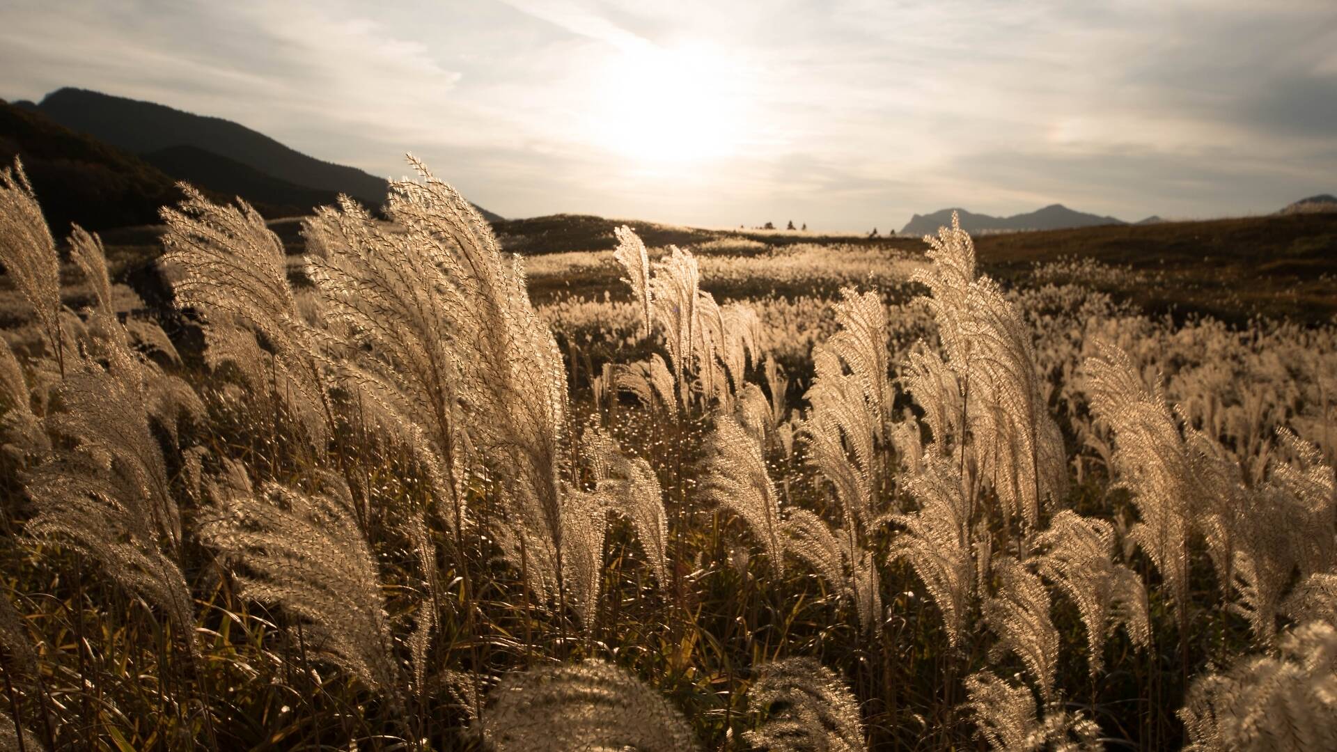 Catch these stunning pampas grass fields in Japan this autumn