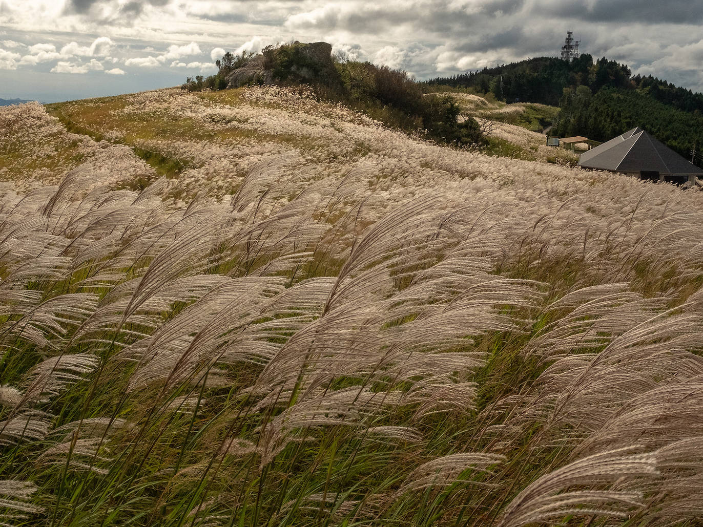 Catch These Stunning Pampas Grass Fields In Japan This Autumn