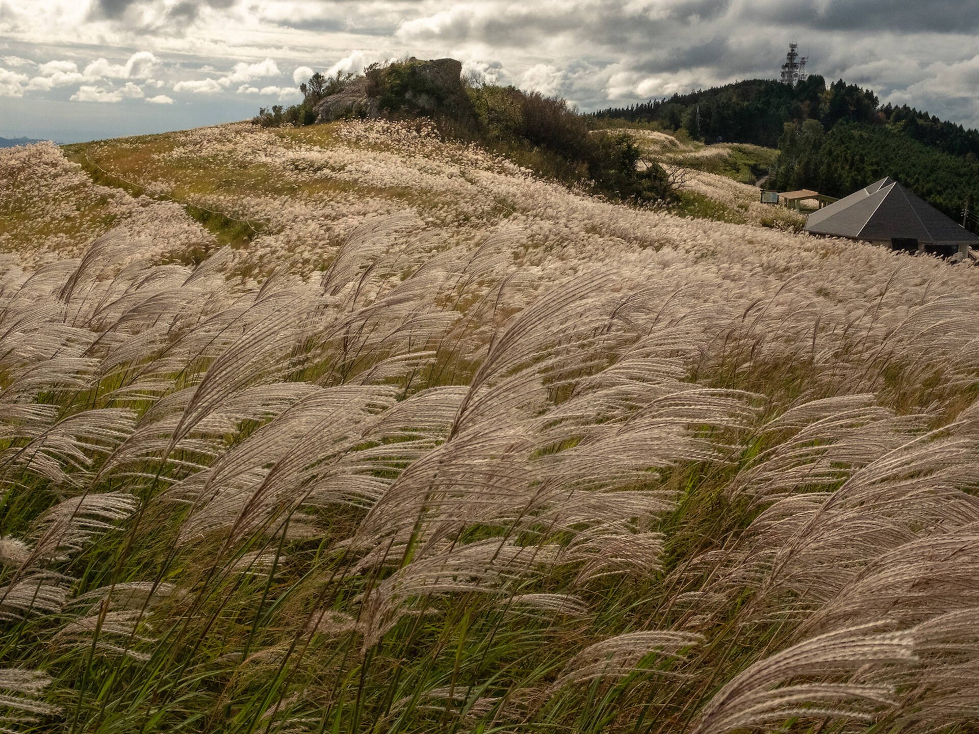 Catch these stunning pampas grass fields in Japan this autumn