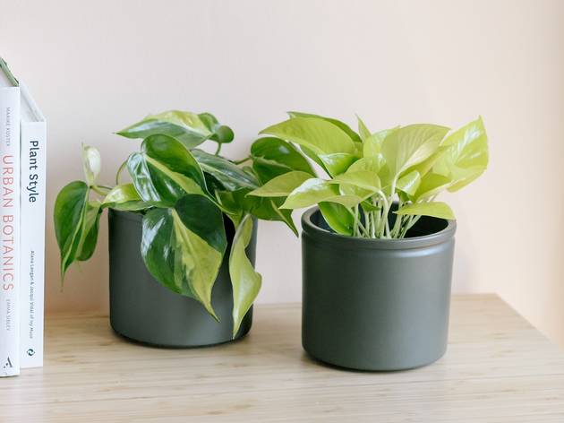 Petra y Grace, las plantas más pequeñas de la floristería Colvin