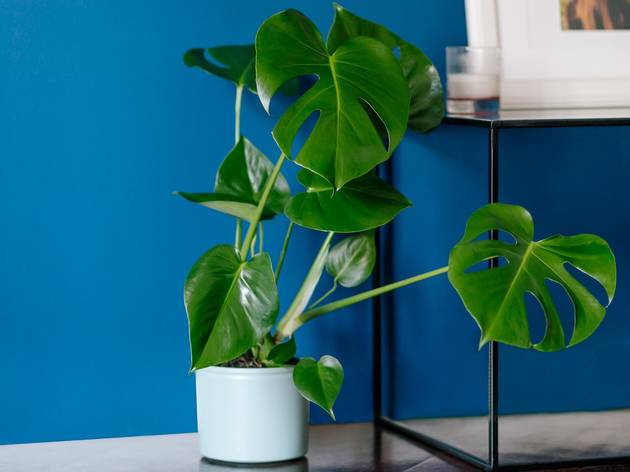 Miranda, una planta mediana ideal para decorar un salón