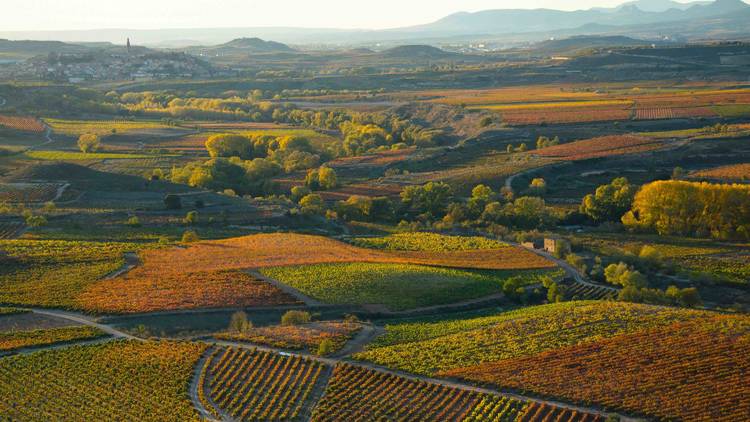 La Rioja, viñedos, otoño, Celeste