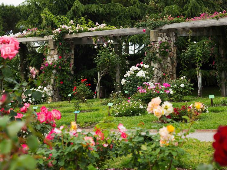  Una tirolina entre roses