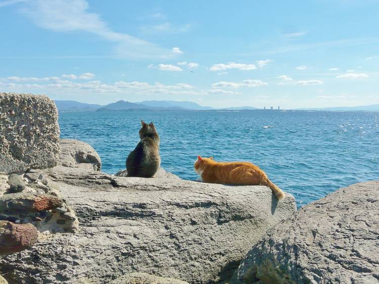 Cats on Ainoshima, Fukuoka prefecture