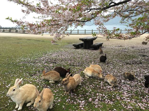 Okunoshima rabbit island Okunoshima rabbit island