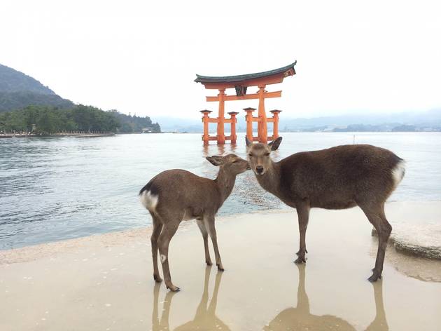 Miyajima Miyajima