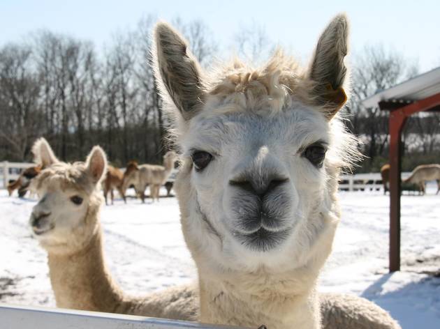 Nasu Alpaca Farm Nasu Alpaca Farm