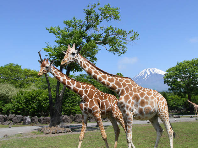 Best Places To See And Cuddle Animals In Japan Time Out Tokyo