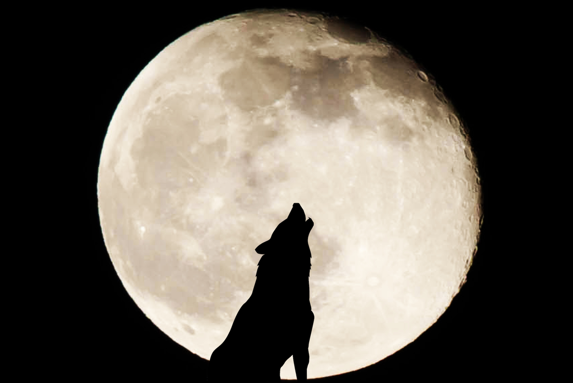 Вой волка на луну песня