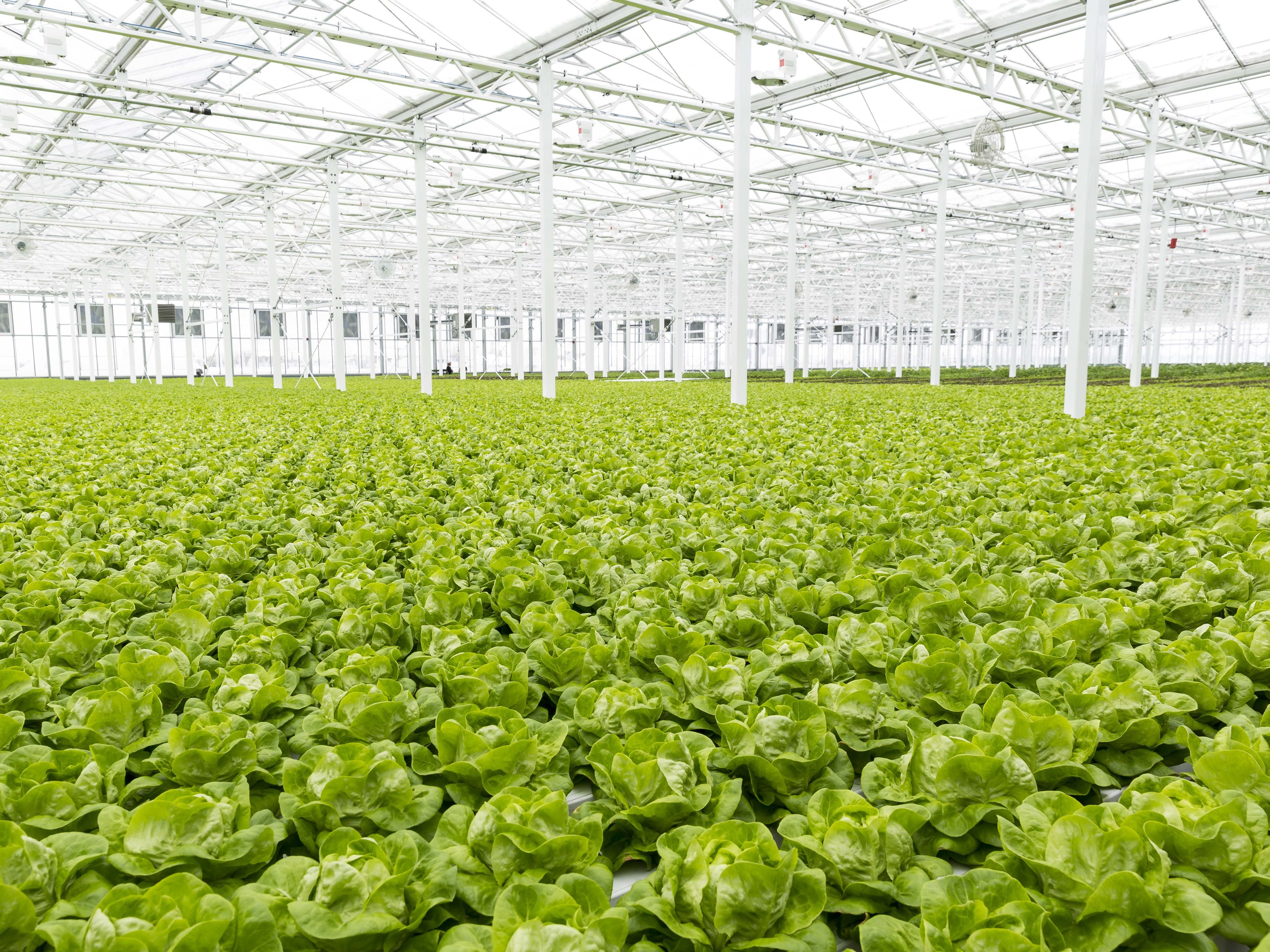 Lufa Farms