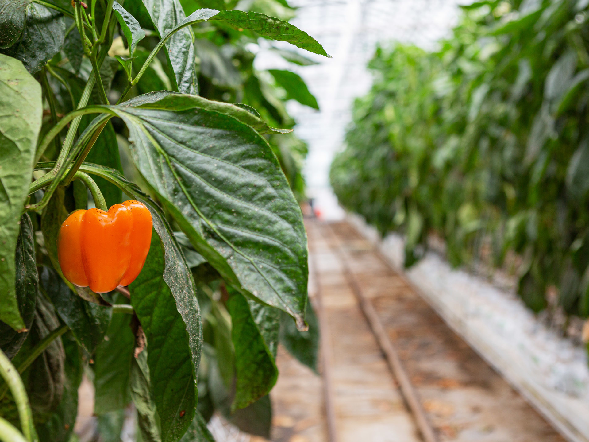 Lufa Farms