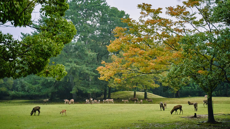 Nara deer