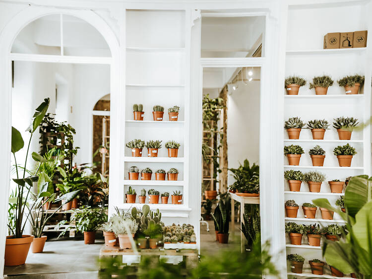 Os melhores sítios para comprar plantas em Lisboa