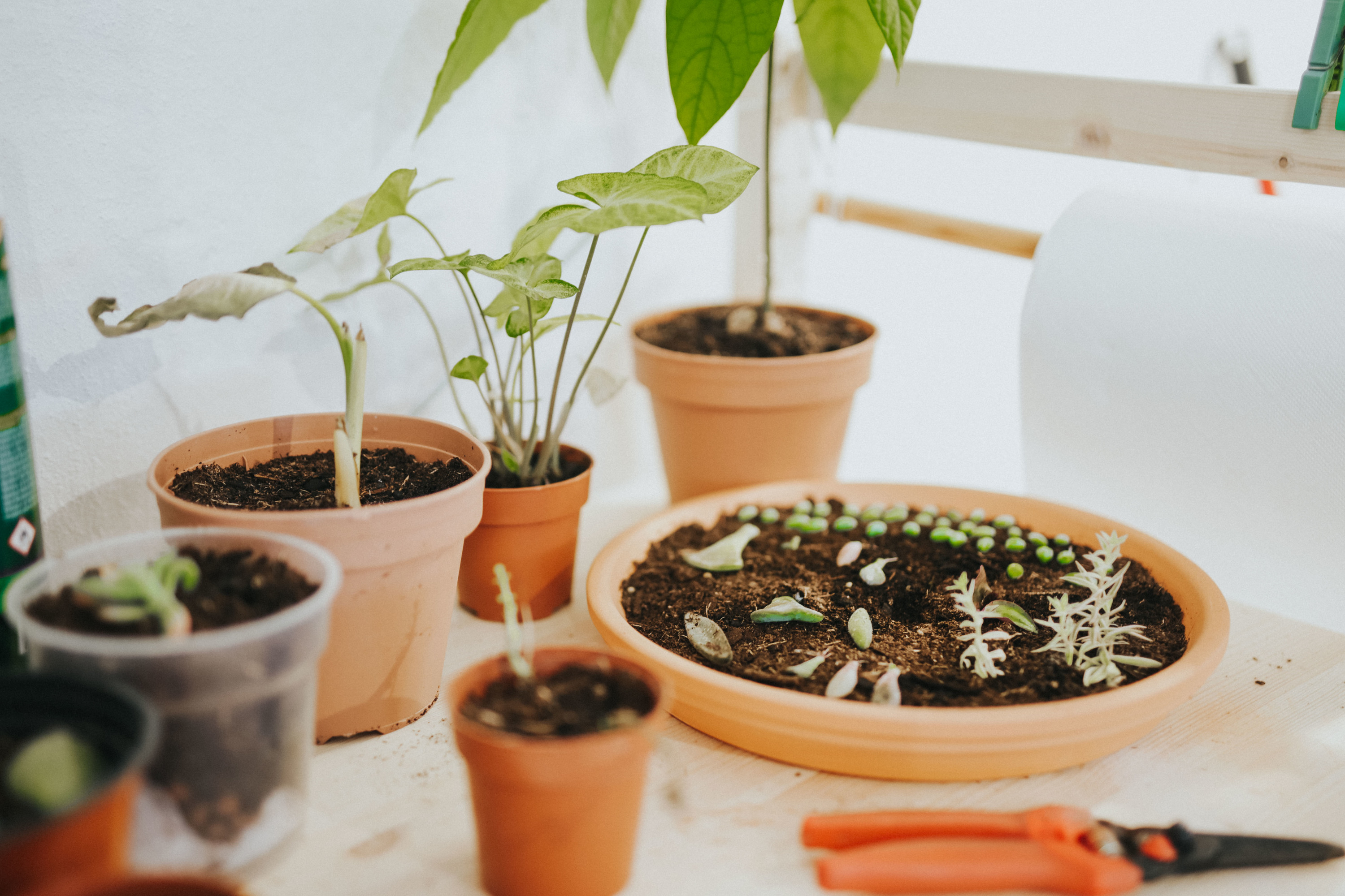 Plantae