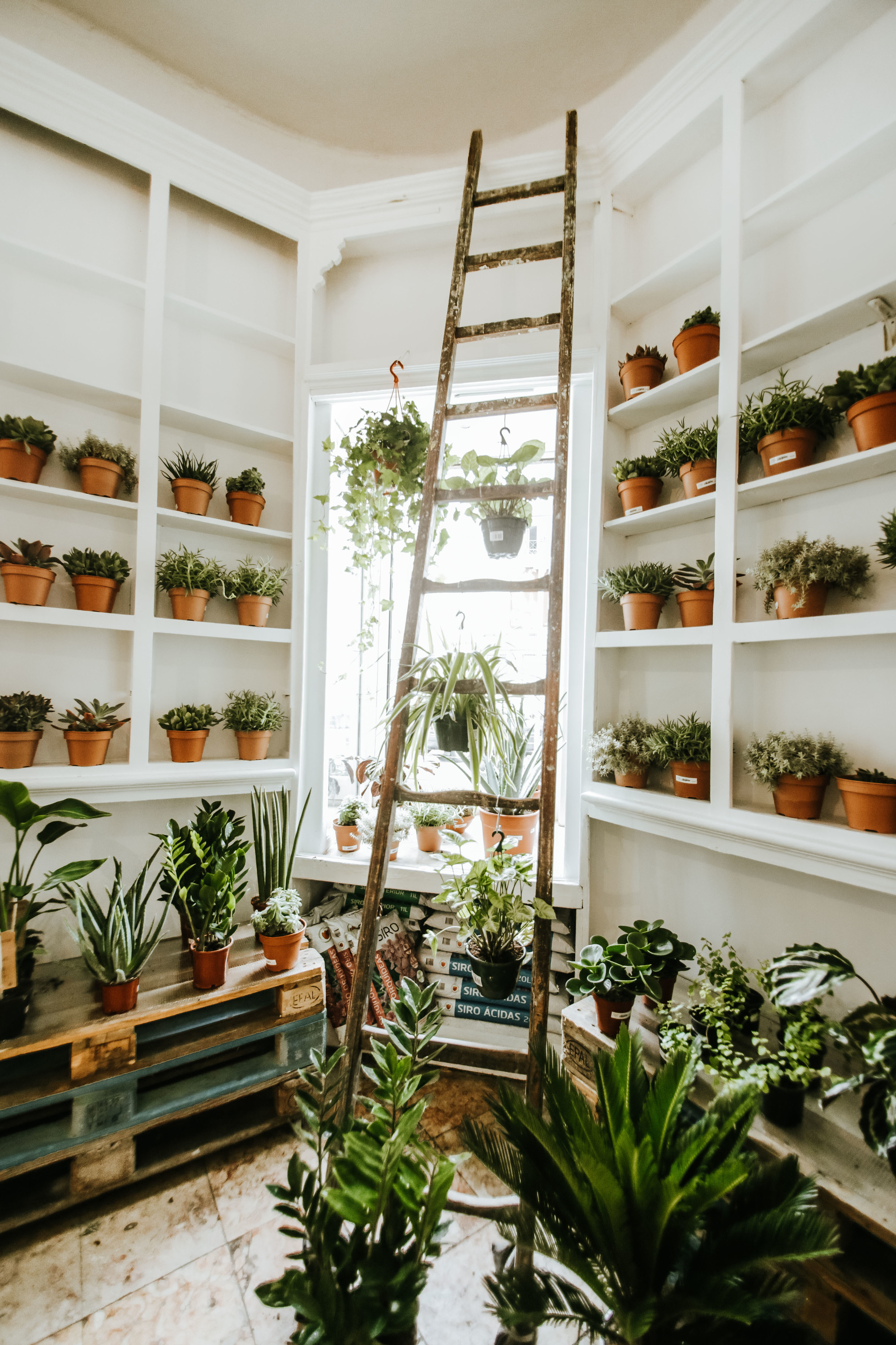 Plantae