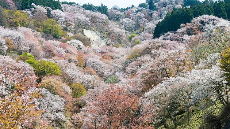 Yoshino-Kumano National Park