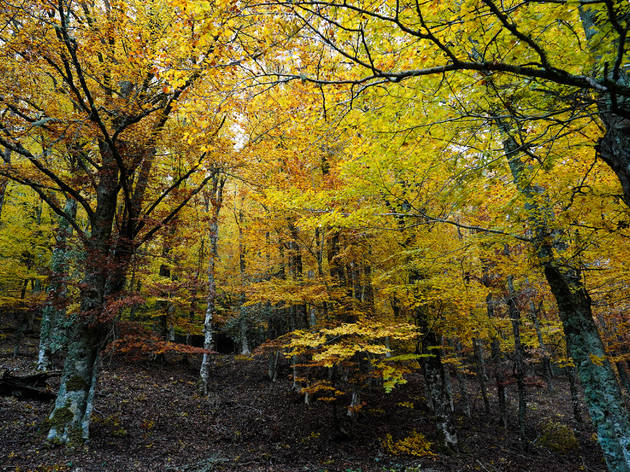 Hayedo de Montejo. Bosque singular de Madrid Hayedo de Montejo. Bosque singular de Madrid
