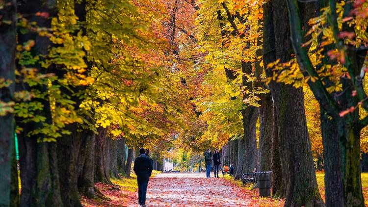 Fall colours have taken over the parks of Osijek